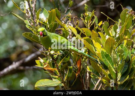 Echo Parakeet - Psittacula eques - Psittaculidae - male feeding on berries in the Black River Gorge National Park in Mauritius Stock Photo