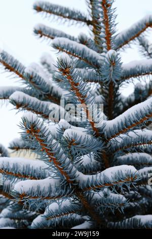 Branches blue spruce are covered with snow Stock Photo