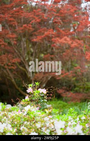 Azealia bushes and red maple trees in the gardens of Maclay Gardens State Park in Tallahassee, Florida. Stock Photo