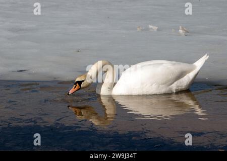 wildlife photo captures the serene beauty of a swan gracefully swimming on a tranquil lake. The bird's reflection adds to the picturesque landscape, s Stock Photo