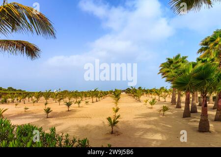 A tropical oasis with lush palm trees in the desert terrain of Boa Vista, Cape Verde, showcasing the island's unique beauty. High quality photo Stock Photo