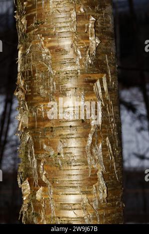 Close up of Yellow Birch tree bark. Quebec,Canada Stock Photo