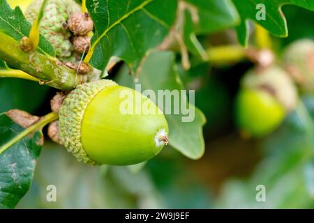 Sessile Oak or Durmast Oak (quercus petraea), close up showing an acorn or fruit developing on the branch of a tree. Stock Photo