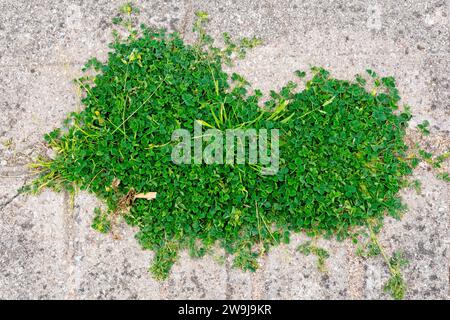 Black Medick (medicago lupulina), close up showing the leaves of the plant growing in a crack in a concrete pavement. Stock Photo