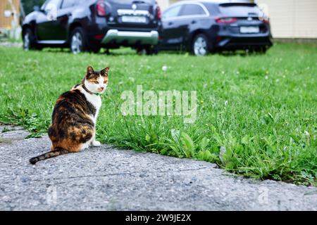 Calico cat with tri-color coats which include black, orange and white sits on garden path near cars who parking on lawn. Stock Photo