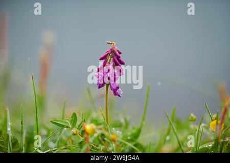 Alpine sainfoin (Hedysarum hedysaroides) blooming on a meadow, Grossglockner, High Tauern National Park, Austria Stock Photo