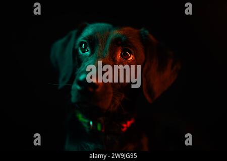 A black  puppu in the studio Stock Photo