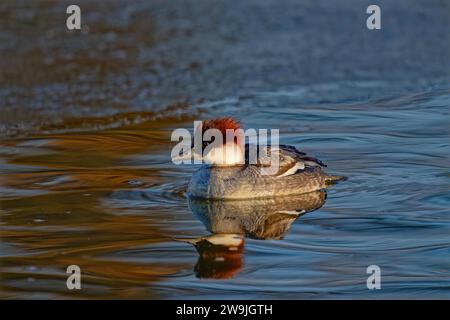 Smew (Mergellus albellus), female, in a white plumage, as a winter guest on Lake Chiemsee, swimming at the edge of the ice, red reflections in the Stock Photo