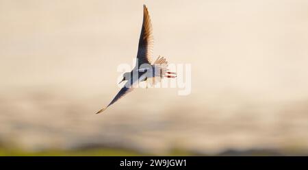 Common redshank (Tringa totanus) in flight, with spread wings and tail feathers, view from above, Varanger, Northern Norway, Norway Stock Photo