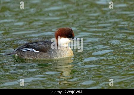 Smew (Mergellus albellus), female, in a light plumage, as a winter guest on Lake Chiemsee, in summer at home in northern Scandinavia, Lake Chiemsee Stock Photo
