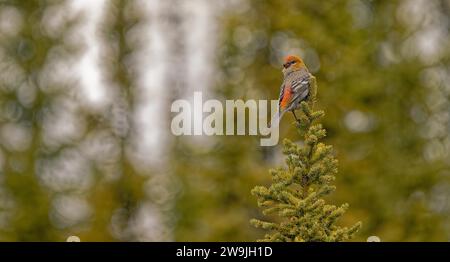 Pine grosbeak (Pinicola enucleator), male in splendid plumage, standing on silver fir, back view, head turned, North Yukon, Yukon Territory, Canada Stock Photo