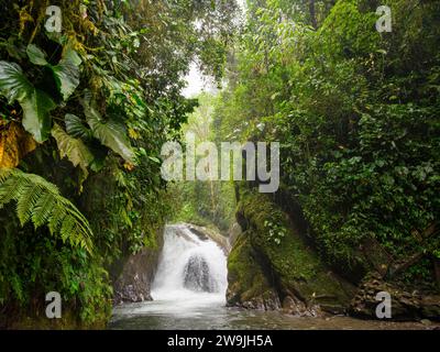 Small waterfall in the cloud forest, Mindo, Pichincha province, Ecuador Stock Photo