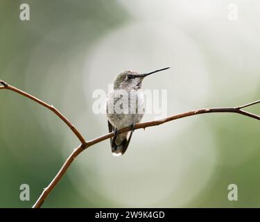 Wild Annas hummingbird on perch with green bokeh background Stock Photo
