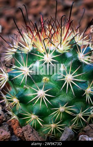 Mammillaria blossfeldiana, Cactaceae. Ornamental succulent plant. Globular cactus. Stock Photo