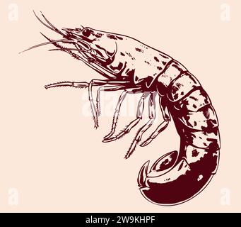 Large shrimp sketch, hand drawn prawn in engraved graphic style for fish menu restaurants and for packaging, vector Stock Vector