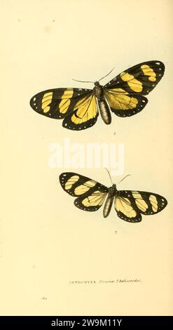 Zoological illustrations, or, Original figures and descriptions of new, rare, or interesting animals, selected chiefly from the classes of ornithology, entomology, and conchology, and arranged (10154308424). Stock Photo