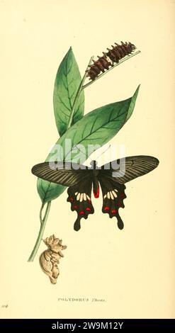 Zoological illustrations, or, Original figures and descriptions of new, rare, or interesting animals, selected chiefly from the classes of ornithology, entomology, and conchology, and arranged (10154411646). Stock Photo