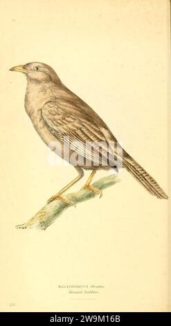Zoological illustrations, or, Original figures and descriptions of new, rare, or interesting animals, selected chiefly from the classes of ornithology, entomology, and conchology, and arranged (10154548133). Stock Photo