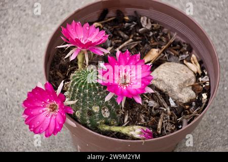 Using A Pink Flower A pink cactus flower with sharp spine, textured succulent body, and ...