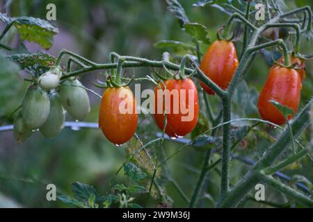 Clusters of cherry tomatoes, both ripe and unripe, hanging on the vines grown outdoors in the garden Stock Photo