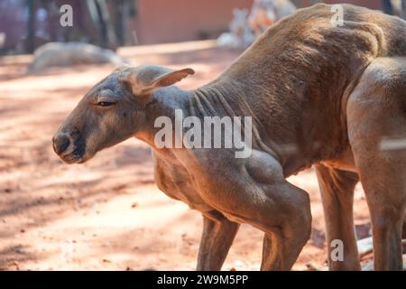 Male kangaroo with powerful muscles on its legs. Stock Photo