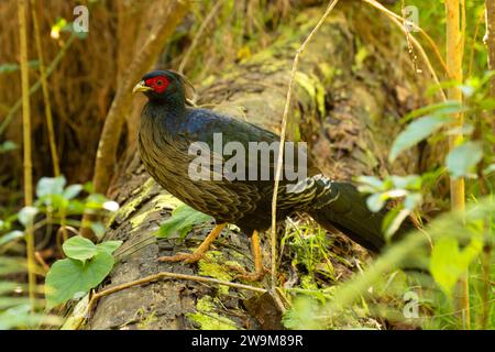 Kalij pheasant (Lophura leucomelanos), Hawaii Volcanoes National Park, Hawaii Stock Photo