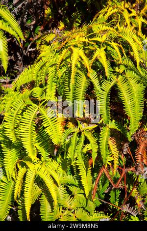 Uluhe (Dicranopteris linearis) fern along Sulphur Banks Trail, Hawaii Volcanoes National Park, Hawaii Stock Photo