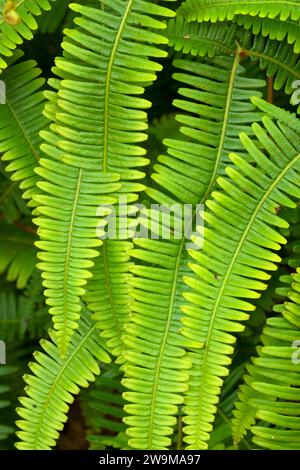 Uluhe fern along Crater Rim Trail, Hawaii Volcanoes National Park, Hawaii Stock Photo