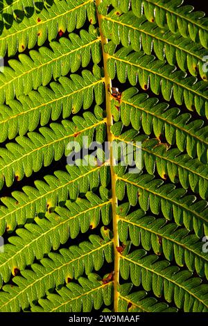 Hapuu fern frond along Crater Rim Trail, Hawaii Volcanoes National Park, Hawaii Stock Photo