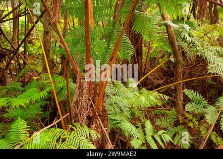 Hapuu fern along Crater Rim Trail, Hawaii Volcanoes National Park, Hawaii Stock Photo