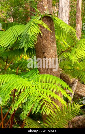 Hapuu fern along Crater Rim Trail, Hawaii Volcanoes National Park, Hawaii Stock Photo