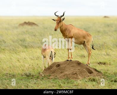 Closeup of Coke's Hartebeest (scientific name: Alcelaphus buseaphus cokii or 'Kongoni' in Swaheli) in the Serengeti National park, Tanzania Stock Photo