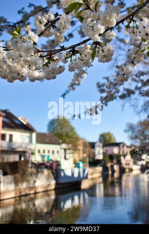 Bad Kreuznach, Germany - April 25, 2021: White cherry blossoms over the Nahe River with buildings along the side on a spring evening in Bad Kreuznach, Stock Photo