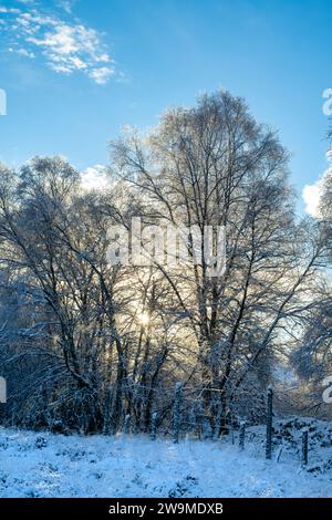 Sun coming through snow covered birch trees in the scottish countryside. Glen Brown, Cairngorms, Highlands, Scotland Stock Photo