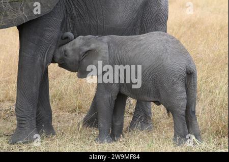 Elephant calf in the Serengeti drinking its mothers milk Stock Photo