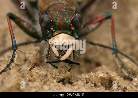 Detailed frontal closeup on the Northern dune tiger beetle, Cicindela hybrida sitting on sandy soil Stock Photo
