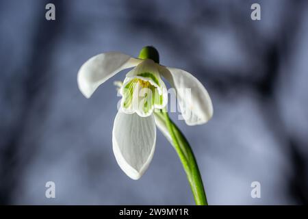 White snowdrop flowers close up. Galanthus blossoms illuminated by the sun in the green blurred background, early spring. Galanthus nivalis bulbous, p Stock Photo