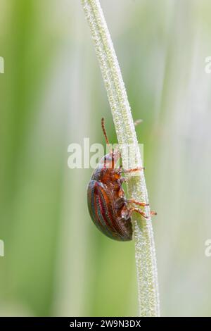 Close-up of a Rosemary beetle (Chrysolina americana) on a lavender stem Stock Photo
