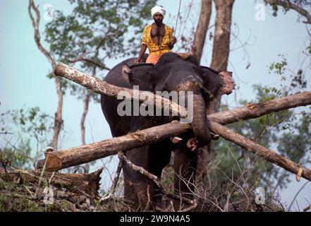 Elephant logging India Stock Photo