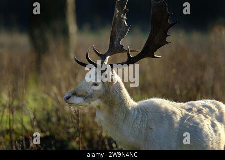 The European fallow deer, also known as the common fallow deer or simply fallow deer, is a species of ruminant mammal belonging to the family Cervidae Stock Photo