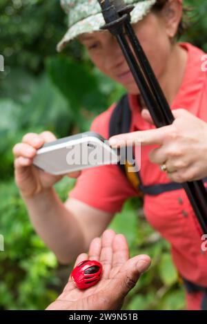 A man holds a nutmeg in the palm of his hand while a woman takes a picture with her Iphone on Segment 1 of the Waitukubuli National Trail on the Caribbean island of Dominica. Stock Photo