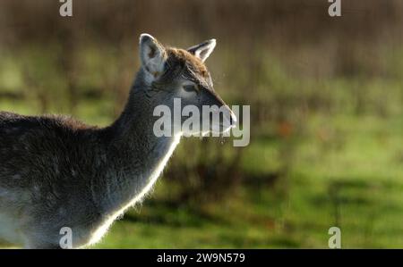 The European fallow deer, also known as the common fallow deer or simply fallow deer, is a species of ruminant mammal belonging to the family Cervidae Stock Photo