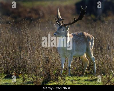 The European fallow deer, also known as the common fallow deer or simply fallow deer, is a species of ruminant mammal belonging to the family Cervidae Stock Photo