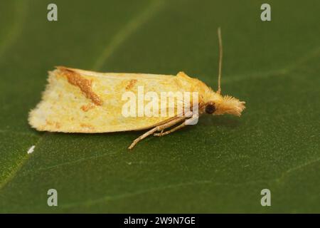 Natural closeup of the hook-marked straw moth, Agapeta hamana in the garden Stock Photo