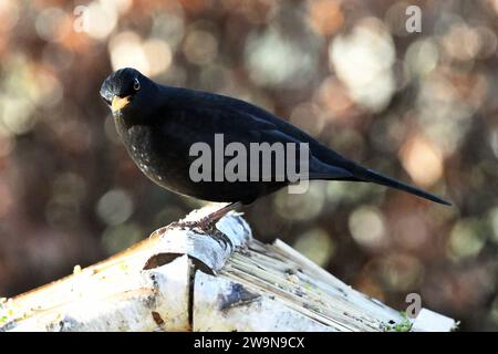 Oberirsen Themenfoto: Natur, Tier, Vogel, Singvogel, Vogelhaus, 29,12,2023 Eine Amsel sitzt neugierig auf dem Dach eines Vogelhauses Themenfoto: Natur, Tier, Vogel, Singvogel, Vogelhaus, 29,12,2023 *** Oberirsen theme photo nature, animal, bird, songbird, birdhouse, 29,12,2023 A blackbird sits curiously on the roof of a birdhouse theme photo nature, animal, bird, songbird, birdhouse, 29,12,2023 Copyright: xAugstx/xEibner-Pressefotox EP jat Stock Photo