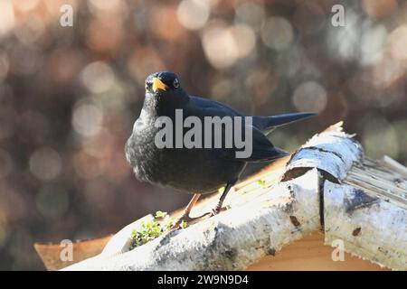 Oberirsen Themenfoto: Natur, Tier, Vogel, Singvogel, Vogelhaus, 29,12,2023 Eine Amsel sitzt neugierig auf dem Dach eines Vogelhauses Themenfoto: Natur, Tier, Vogel, Singvogel, Vogelhaus, 29,12,2023 *** Oberirsen theme photo nature, animal, bird, songbird, birdhouse, 29,12,2023 A blackbird sits curiously on the roof of a birdhouse theme photo nature, animal, bird, songbird, birdhouse, 29,12,2023 Copyright: xAugstx/xEibner-Pressefotox EP jat Stock Photo
