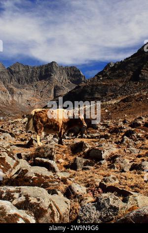 herd of domestic yak (bos grunniens) grazing in the high himalayan alpine meadow near sela pass, tawang in arunachal pradesh in north east india Stock Photo