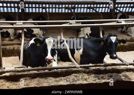 Two dairy cows lying down in stalls inside a shed Stock Photo