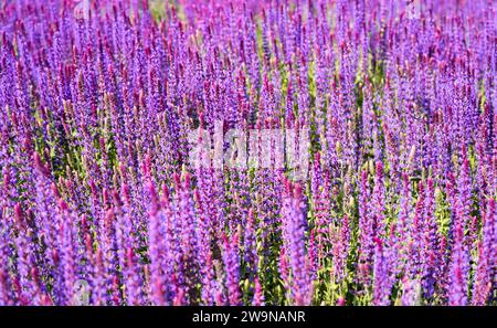 Purple sage flowers. Flowering plants close-up. Salvia. Stock Photo