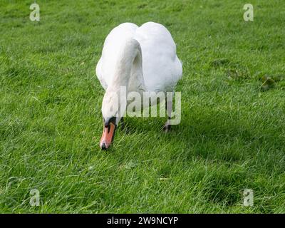 A close up of a single mute swan feeding on lush green grass Stock Photo